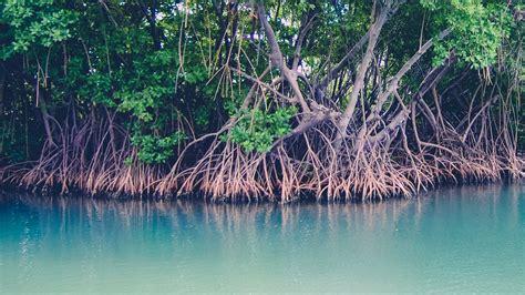 Mangrove image