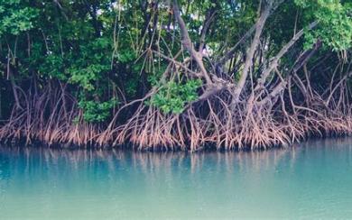 Mangrove image